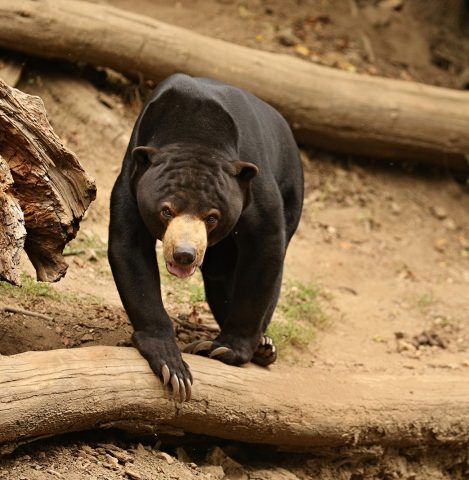 malayan-sun-bear-walking-through-jungle