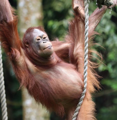 orangutan-playing-swing-holding-rope