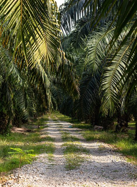 A palm tree plantation in South East Asia, The trees are used for Palm Oil production.